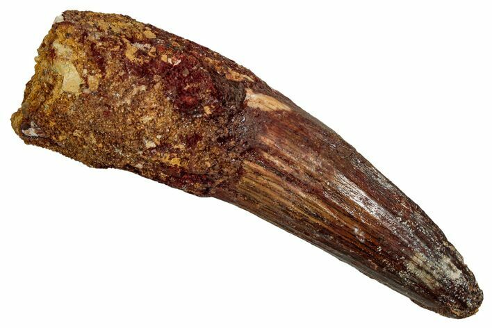 Fossil Spinosaurus Tooth - Real Dinosaur Tooth #344860